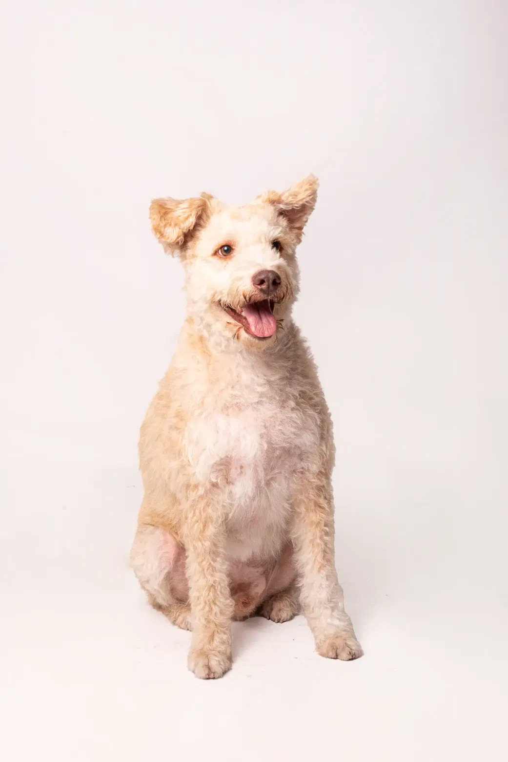 Cão acolhido pela causa